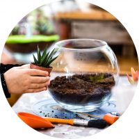 Terrarium Terrarium